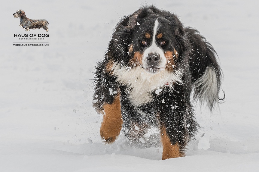 How to look after your dog in winter